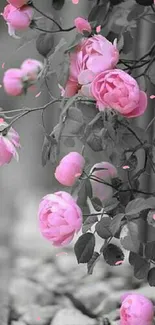 Elegant mobile wallpaper with pink roses and gray background.