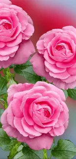 Vibrant pink roses mobile wallpaper with lush green leaves.