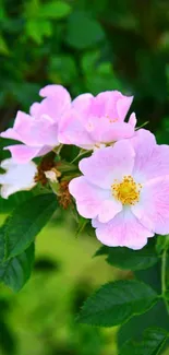 Pink roses with green leaves natural wallpaper.