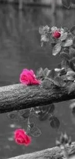 Pink roses on a rustic wooden fence with a monochromatic background.