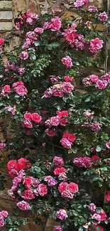 Pink roses climbing on a rustic stone wall.