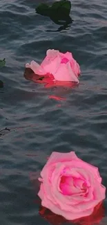 Pink roses floating on calm water creating a serene wallpaper.