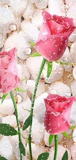 Mobile wallpaper of pink roses on white stone background with droplets.