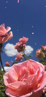 Vibrant pink roses bloom under a clear blue sky.