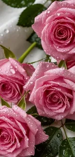 Fresh pink roses with dewdrops on petals.