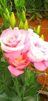 Blooming pink roses in garden wallpaper.