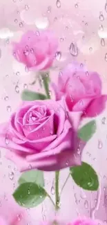 Pink roses with water droplets background for mobile wallpaper.