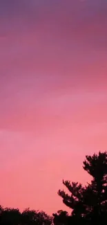 Silhouette of tree branches against a vibrant pink sky at sunset.