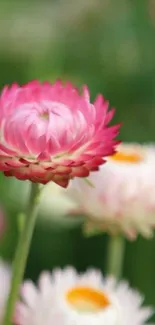 Close-up of pink strawflower in bloom with blurred background.