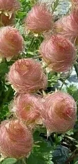 Mobile wallpaper of pink thistle blossoms amidst green foliage.