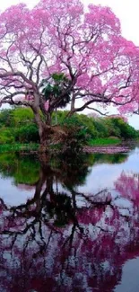 Vibrant pink tree reflecting on a tranquil water surface.