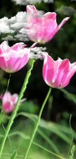 Blooming pink tulips beneath fluffy clouds.