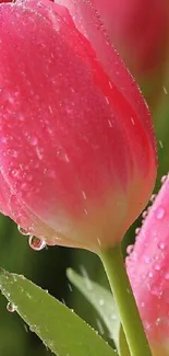 Close-up of a pink tulip with dewdrops and green leaves in the background.