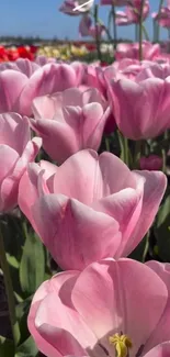 Vibrant field of blooming pink tulips under a clear blue sky.