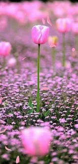 Mobile wallpaper of a pink tulip field with blooming flowers.