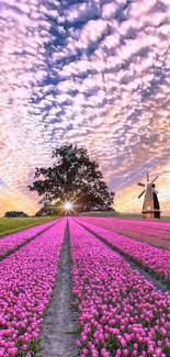 Pink tulip fields with sunset and a windmill in the background.