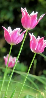 Pink tulips in a lush garden setting, capturing springtime beauty.