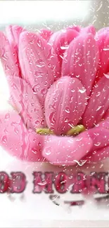 Pink tulips with raindrops and 'Good Morning' text in soft hues.