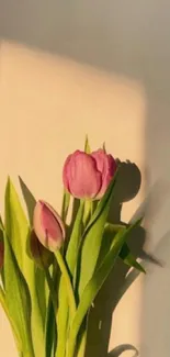 Pink tulips casting shadows on a light background.