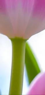 Close-up of a pink tulip against a soft background.