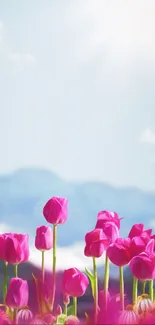 Vibrant pink tulips bloom under a clear blue sky, creating a serene wallpaper.