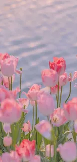 Blooming pink tulips with water backdrop.