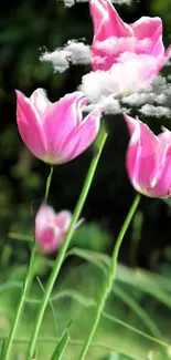 Vibrant pink tulips with clouds and greenery.