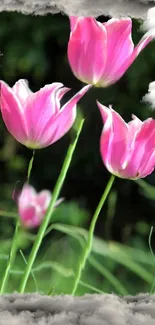 Pink tulips floating among clouds, set against a lush green background.