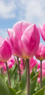 Vibrant pink tulips bloom under a blue sky, creating a serene and colorful phone wallpaper.