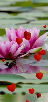 Pink water lilies with red hearts floating on a green pond.