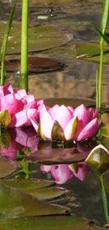 Beautiful pink water lilies on a calm pond with green leaves.