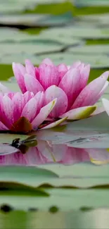 Pink water lilies on a green pond.