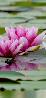 Serene wallpaper of pink water lilies on reflective waters.