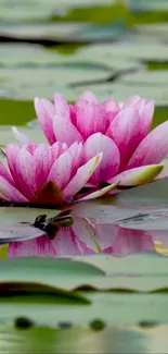 Pink water lilies with green leaves on water.