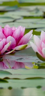 Blooming pink water lilies on a pond.