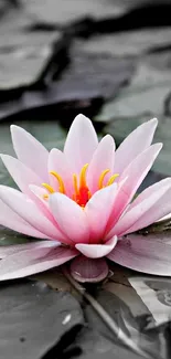 Pink water lily floating on tranquil water surface.