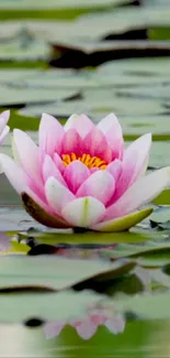 Beautiful pink water lily on a serene pond.