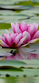 Pink water lilies floating on a green pond.