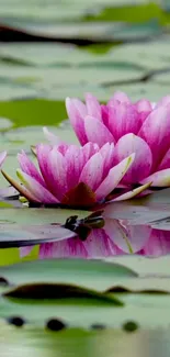 Mobile wallpaper with pink water lilies and green lily pads on a serene pond.