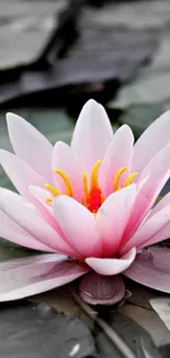 Beautiful pink water lily on serene water background.