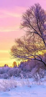 Winter landscape with pink sunset and snowy trees.