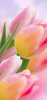 Pink and yellow tulips against a soft background.