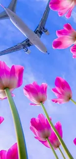 Airplane over pink tulips with blue sky.