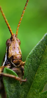 Plant Arthropod Insect Live Wallpaper