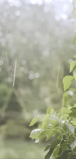 Green leaves under soft rainfall creating a serene and calming phone wallpaper.