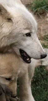 Plant Carnivore Dog Live Wallpaper