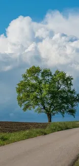 Plant Cloud Sky Live Wallpaper