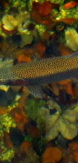 Vibrant trout swimming among autumn leaves in a picturesque natural setting.