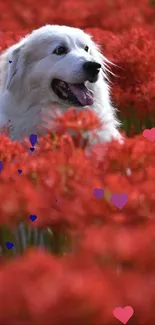 Plant Flower Dog Live Wallpaper