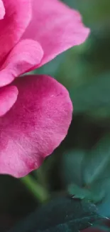 Plant Flower Petal Live Wallpaper